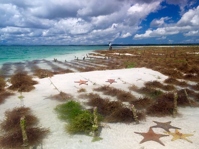 Pemba Island, Tanzania Spinosum farm and neighbouring sea stars exposed during low tide in Mjini Kiuyu – North Pemba © Sébastien Jan