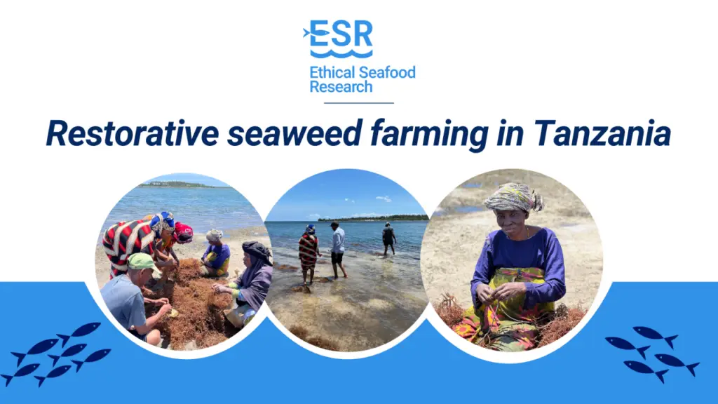 Restorative seaweed farming in Tanzania healing coasts and empowering communities