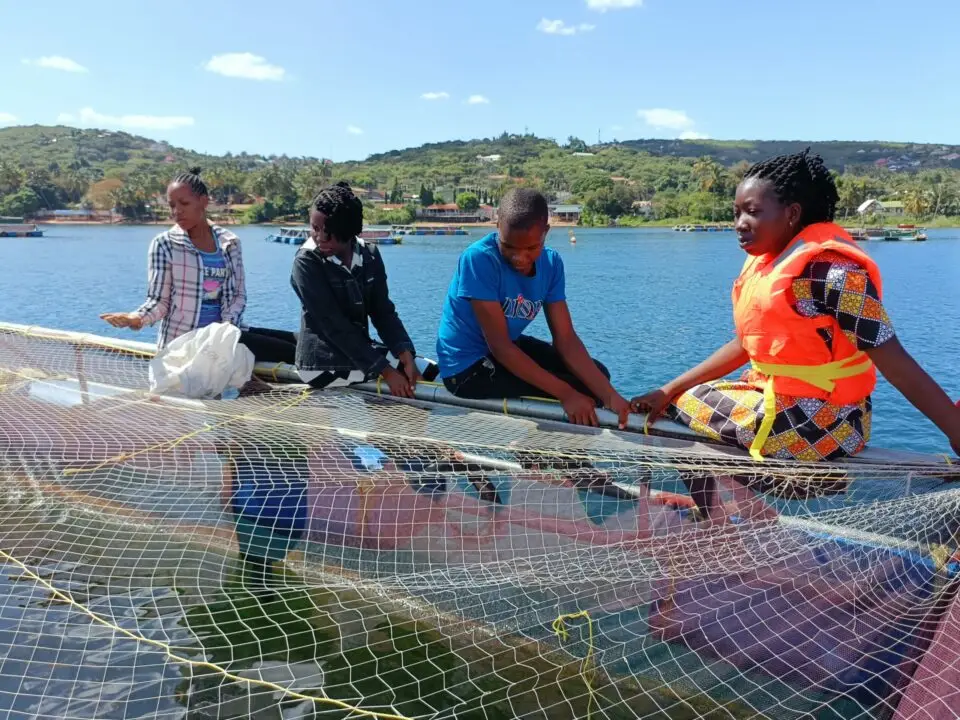 Improving fish welfare in African aquaculture