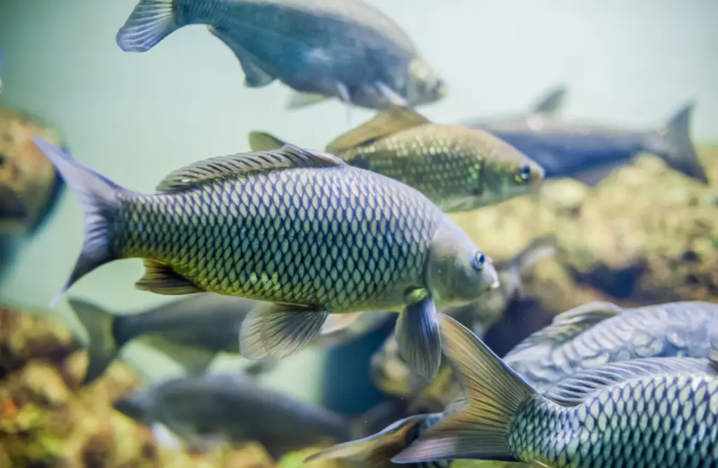 Welfare matters the Fish Vet Society conference
